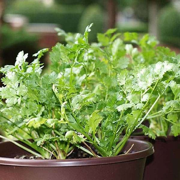 Coriander Green Aroma Vegetable Seeds